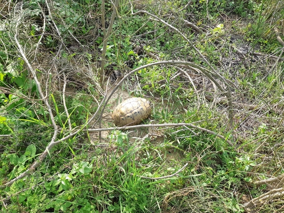 Testudo graeca  photographed by סיון מרדוק 