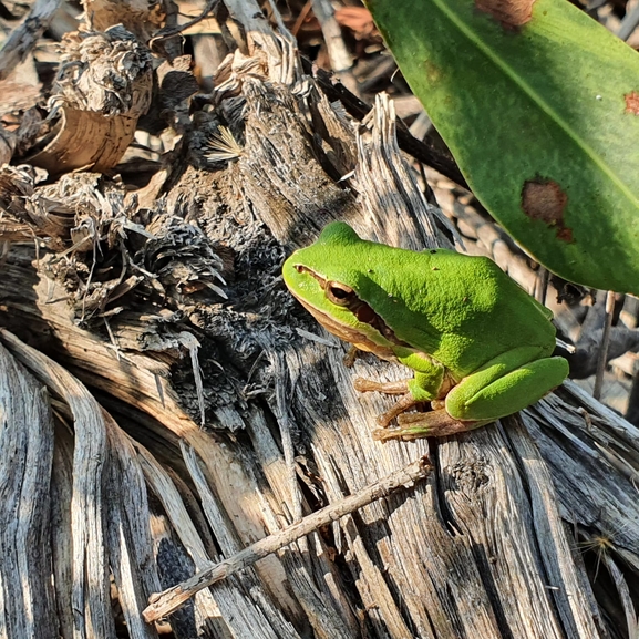 Telescopus fallax syriacus  photographed by סיון מרדוק 