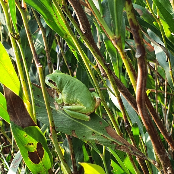 Telescopus fallax syriacus  photographed by שי הופמן 