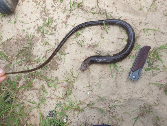 Ophisaurus apodus  photographed by שלומי עמרן 