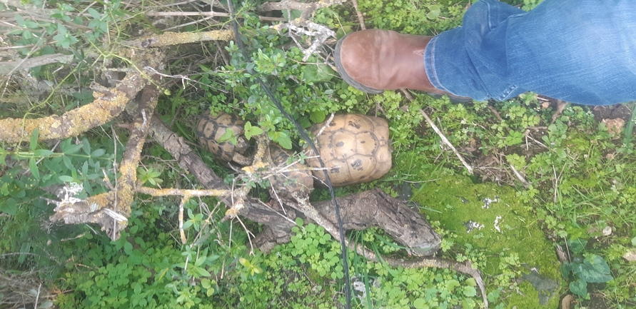 Testudo graeca  photographed by ברק ברכיאל  