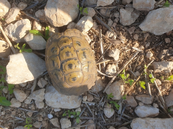 Testudo graeca  photographed by אלכס גלעדי 