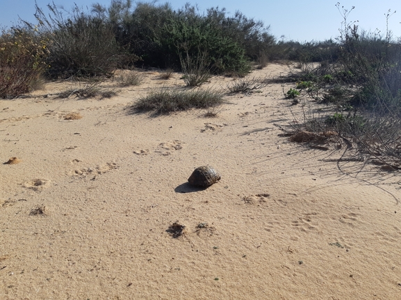 Testudo graeca  photographed by סיון מרדוק 