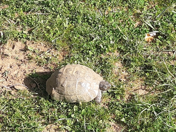 Testudo graeca  photographed by איימן גוטאני 