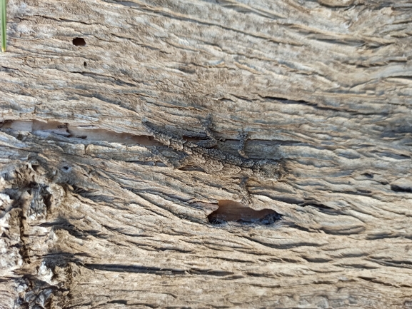 Cyrtodactylus kotschyi orientalis  photographed by בעז שחם 