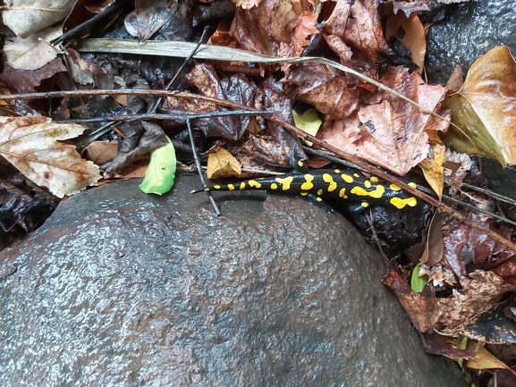 Salamandra infraimmaculata  photographed by ג'לאא בשארה 