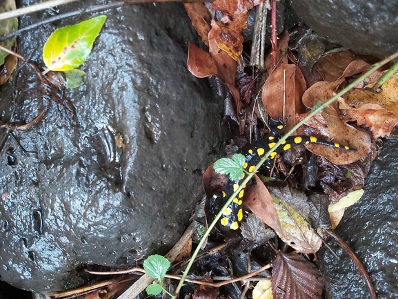 Salamandra infraimmaculata  photographed by ג'לאא בשארה 