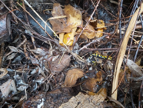 Salamandra infraimmaculata  photographed by ג'לאא בשארה 