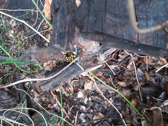 Salamandra infraimmaculata  photographed by ג'לאא בשארה 