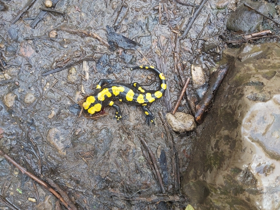 Salamandra infraimmaculata  photographed by ג'לאא בשארה 