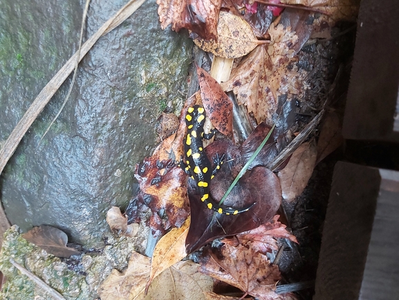 Salamandra infraimmaculata  photographed by ג'לאא בשארה 