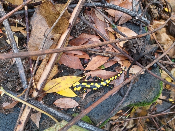 Salamandra infraimmaculata  photographed by ג'לאא בשארה 