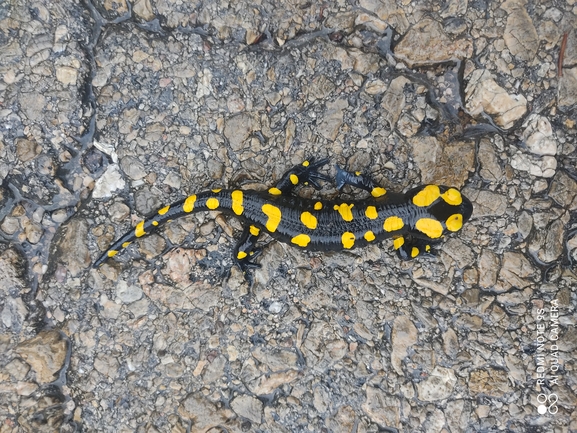 Salamandra infraimmaculata  photographed by רמדאן עיסא 