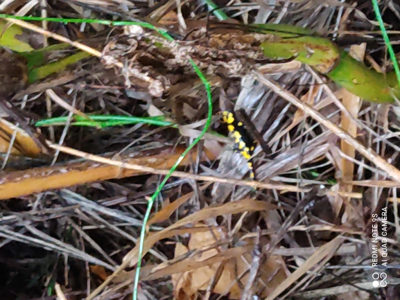 Salamandra infraimmaculata  photographed by רמדאן עיסא 