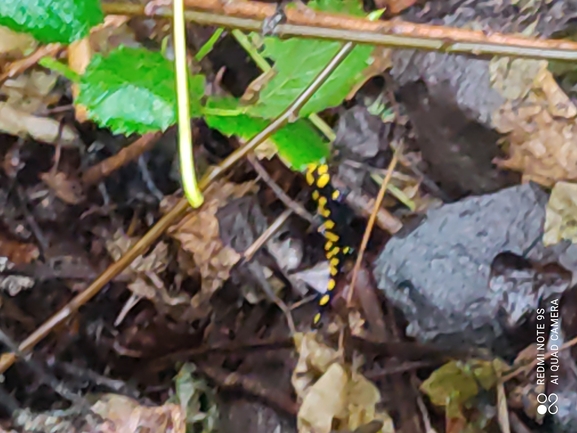 Salamandra infraimmaculata  photographed by רמדאן עיסא 