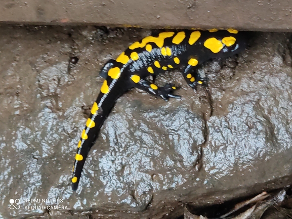 Salamandra infraimmaculata  photographed by רמדאן עיסא 