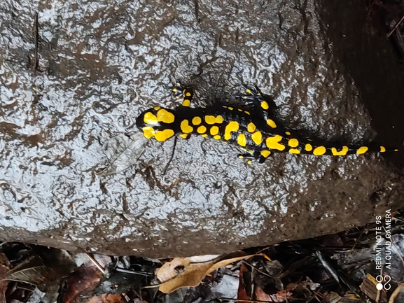 Salamandra infraimmaculata  photographed by רמדאן עיסא 