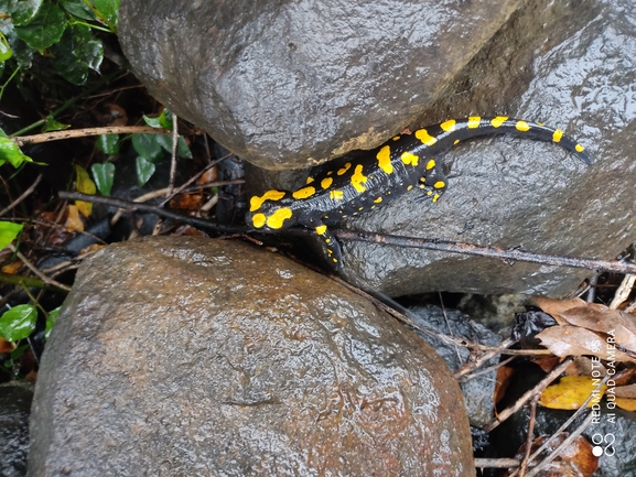 Salamandra infraimmaculata  photographed by רמדאן עיסא 