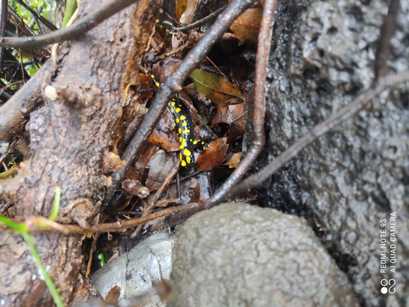 Salamandra infraimmaculata  photographed by רמדאן עיסא 