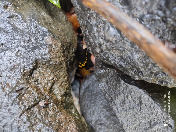 Salamandra infraimmaculata  photographed by רמדאן עיסא 