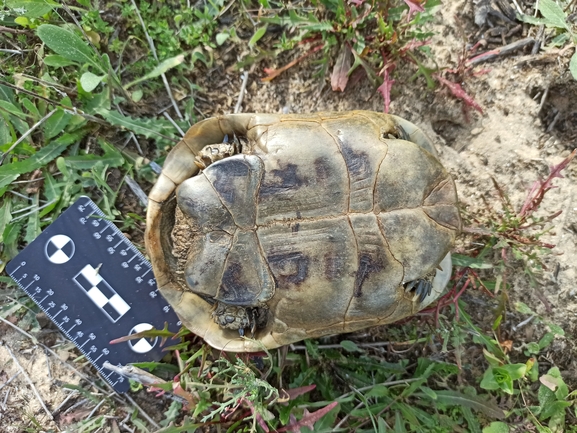 Testudo graeca  photographed by בעז שחם 