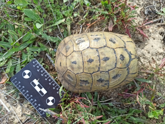 Testudo graeca  photographed by בעז שחם 