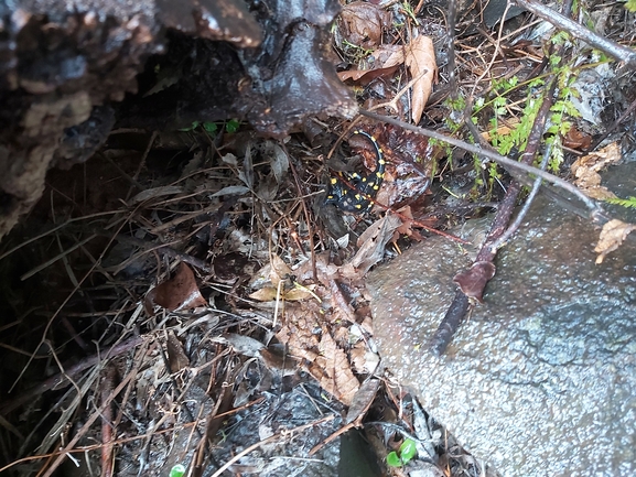 Salamandra infraimmaculata  photographed by ג'לאא בשארה 