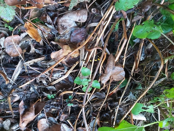 Salamandra infraimmaculata  photographed by ג'לאא בשארה 