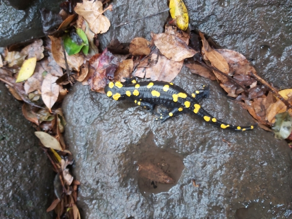 Salamandra infraimmaculata  photographed by ג'לאא בשארה 