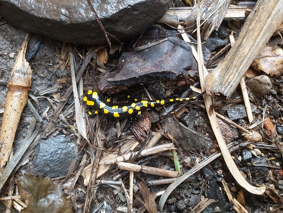 Salamandra infraimmaculata  photographed by ג'לאא בשארה 