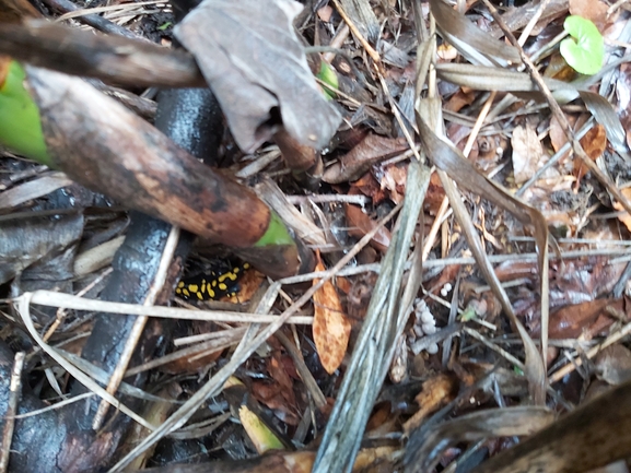 Salamandra infraimmaculata  photographed by ג'לאא בשארה 