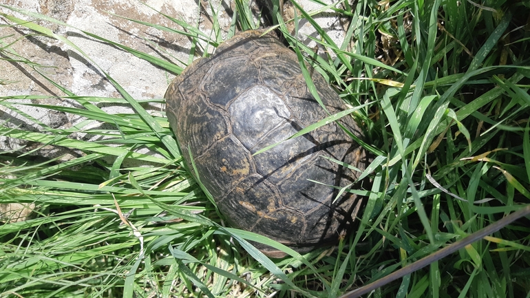 Testudo graeca  photographed by ג'ורג'י נורקין 