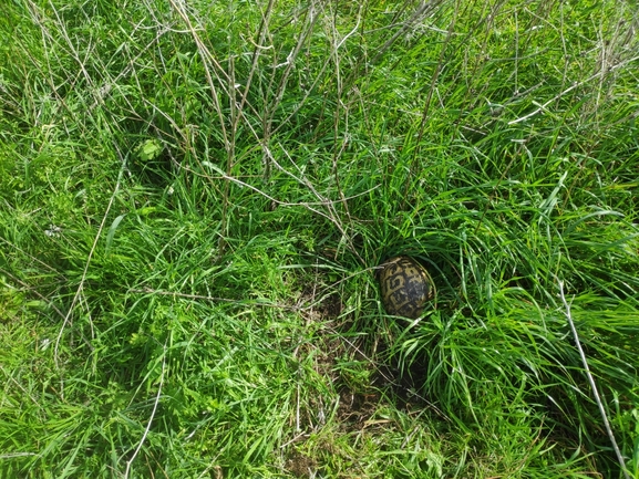 Testudo graeca  photographed by רן פרץ 