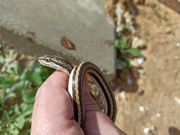 Psammophis schokari  photographed by בעז שחם 