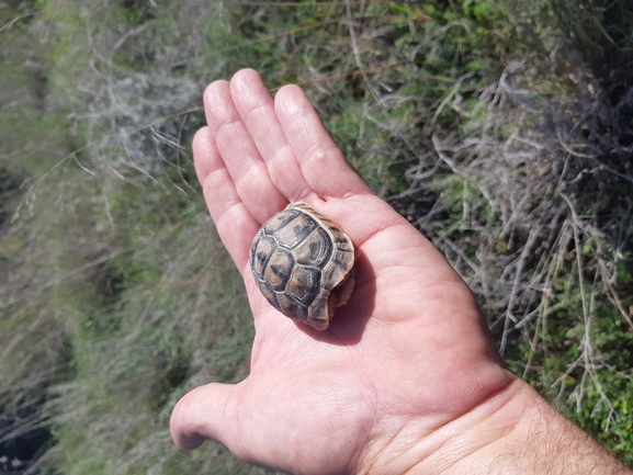 Testudo graeca  photographed by urio@npa.org.il 