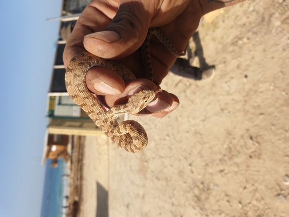 Spalerosophis diadema cliffordi  photographed by שלומי עמרן 