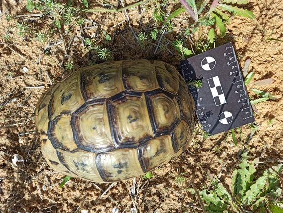 Testudo graeca  photographed by בעז שחם 