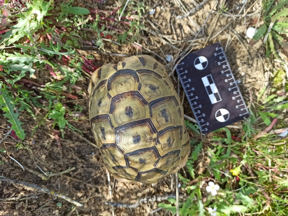 Testudo graeca  photographed by בעז שחם 