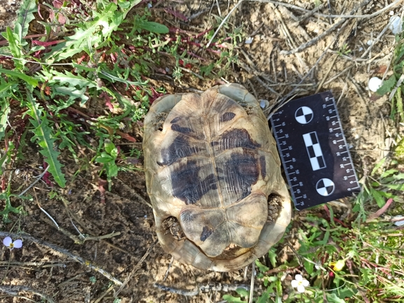 Testudo graeca  photographed by בעז שחם 