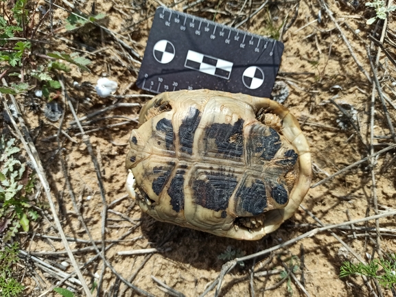 Testudo graeca  photographed by בעז שחם 