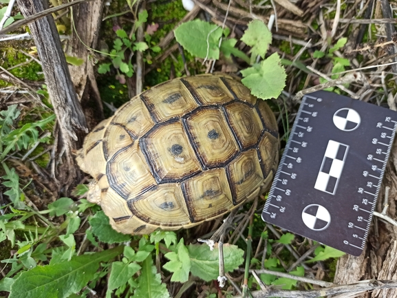 Testudo graeca  photographed by בעז שחם 