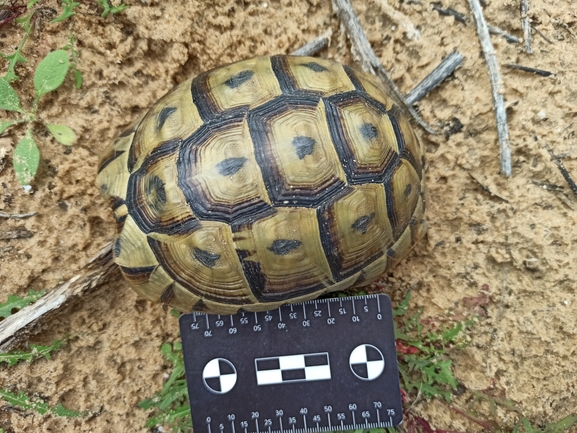 Testudo graeca  photographed by בעז שחם 