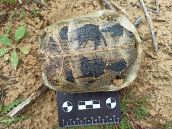 Testudo graeca  photographed by בעז שחם 