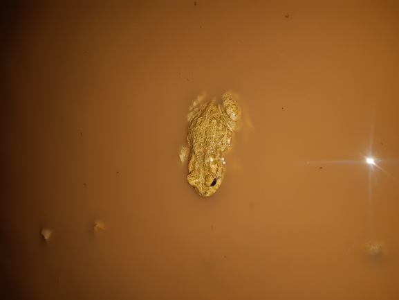 Bufo viridis  photographed by אור מילשטיין 