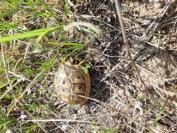 Testudo graeca  photographed by Tammy Keren-Rotem 