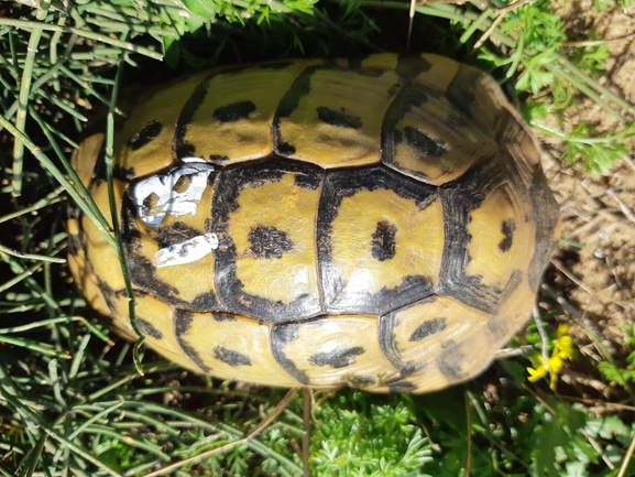 Testudo graeca  photographed by Tammy Keren-Rotem 