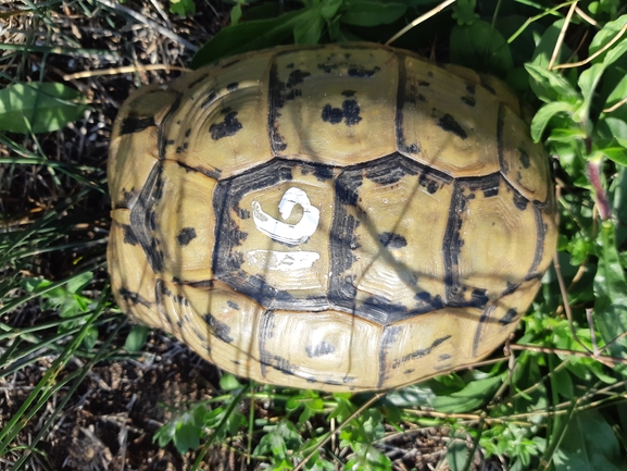 Testudo graeca  photographed by Tammy Keren-Rotem 