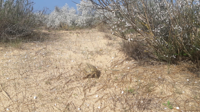 צב-יבשה מצוי  צולם על ידי סיון מרדוק 