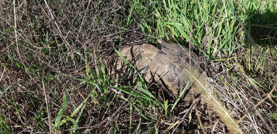 Testudo graeca  photographed by עידו שקד 