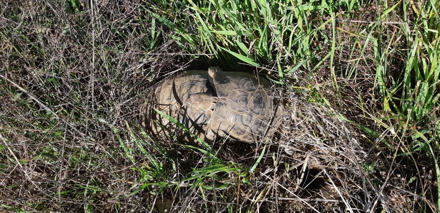 Testudo graeca  photographed by עידו שקד 